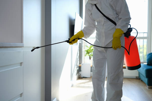 Best White Mold Remediation in Indian Harbour Beach, FL